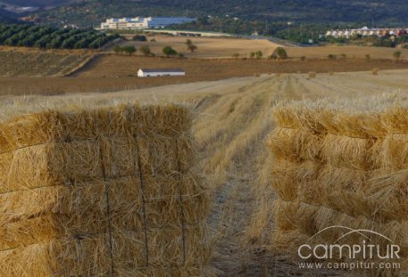 Ganaderos cordobeses se vuelcan con el norte de Extremadura tras los incendios